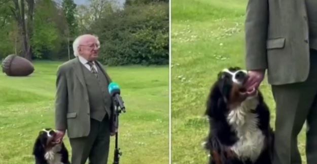 Кучето на президента на Ирландия Майкъл Даниъл Хигинс стана тв
